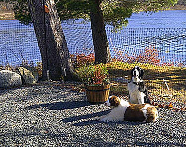 Dog Fence