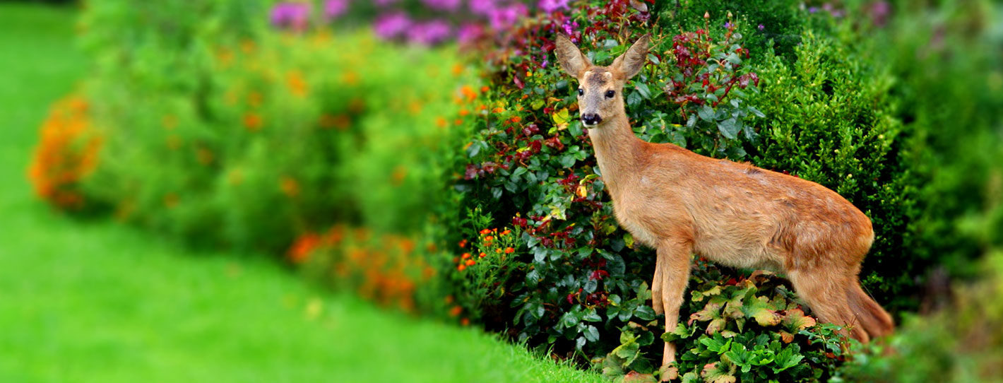 Deer Fence