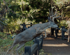 Deer Fence