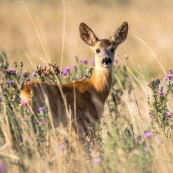 Deer Fences