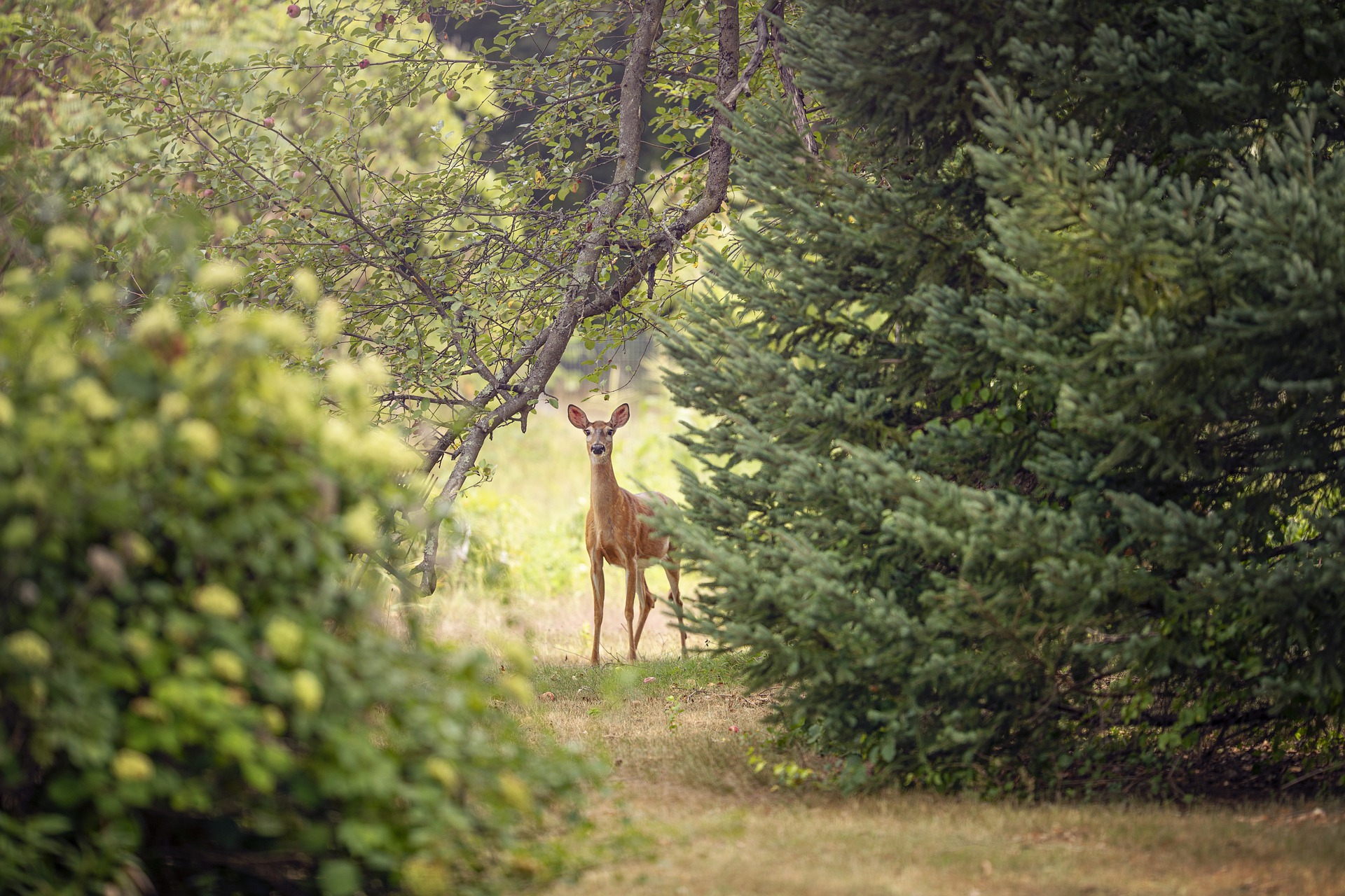 lone deer standing near pine tree